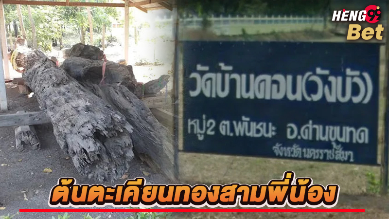 รูปภาพต้นตะเคียนทองของ lekdedonline