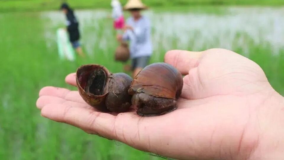 รูปภาพจับหอย